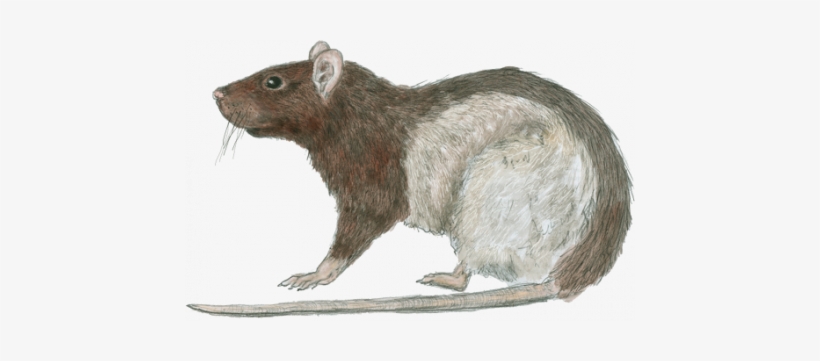 Epic Rat - Rat 5e, transparent png