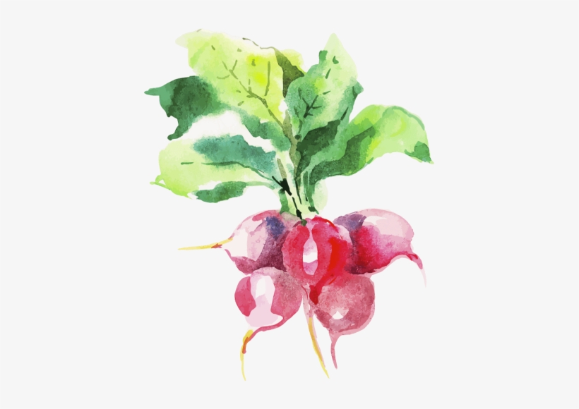 Jennifer Keirstead - Radish, transparent png