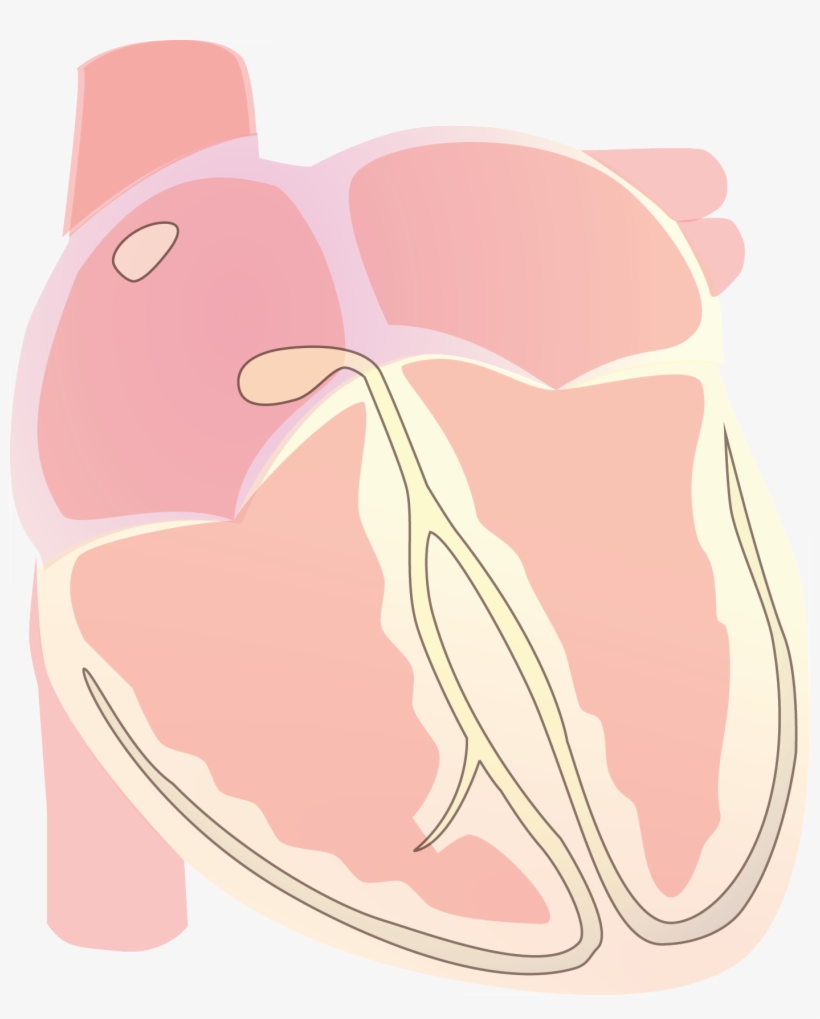 Heart Vector Electrical S Wave - Wikimedia Commons, transparent png