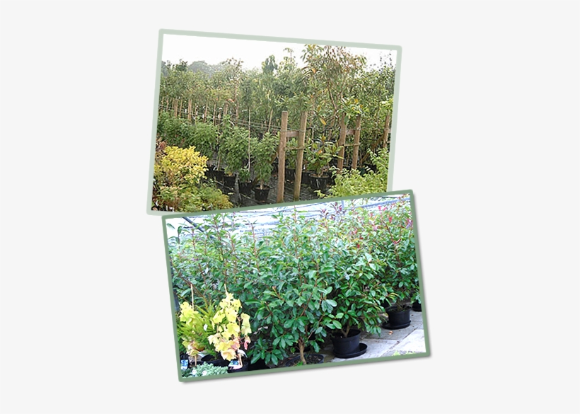 Our Expert Advice Comes As Standard So We Can Offer - Japanese Honeysuckle, transparent png