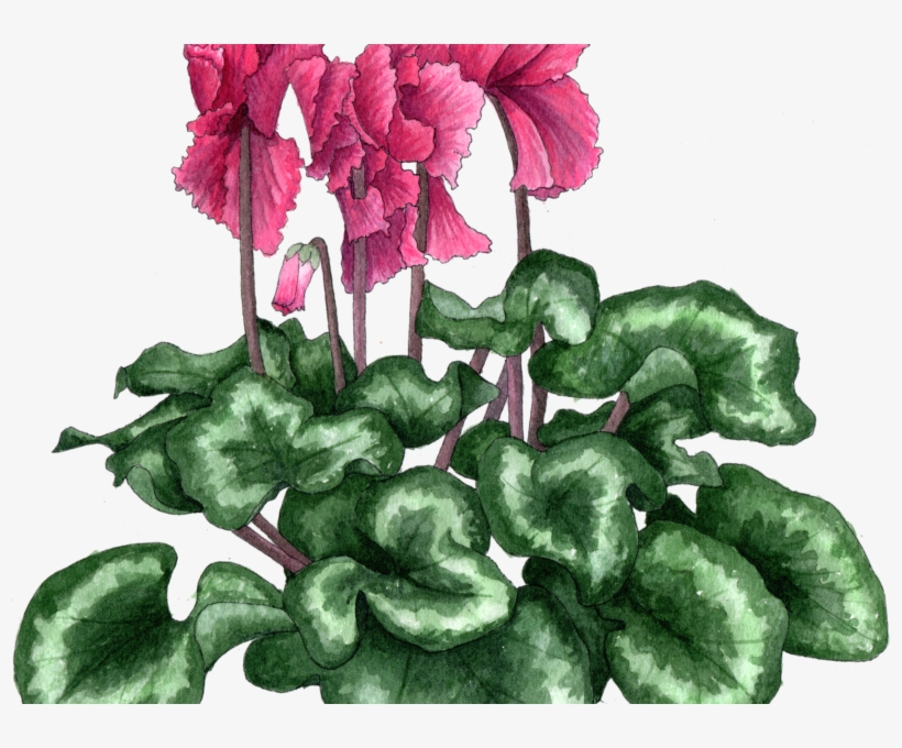 Cyclamen Frilly 300 - Cyclamen, transparent png