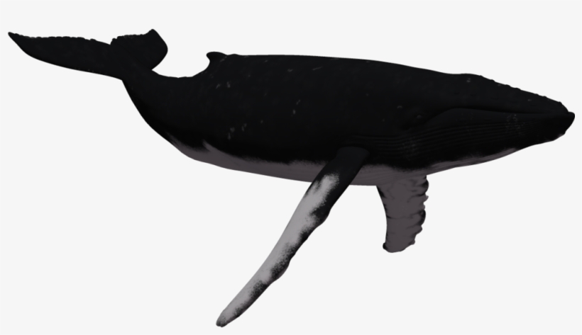 Humpback Whale Clipart - Humpback Whale Clear Background, transparent png