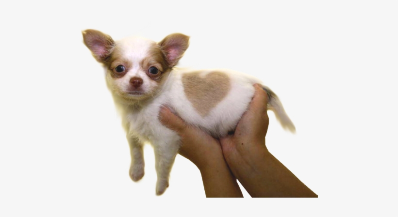 ❤transparent Puppy Offering For Your Blog❤ - Chihuahua Puppy, Born With A Heart Shaped Mar Mugs, transparent png