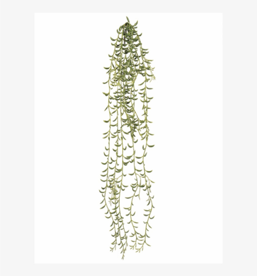 23" Hanging Crescent Succulent Vine Green - Succulent Vine, transparent png