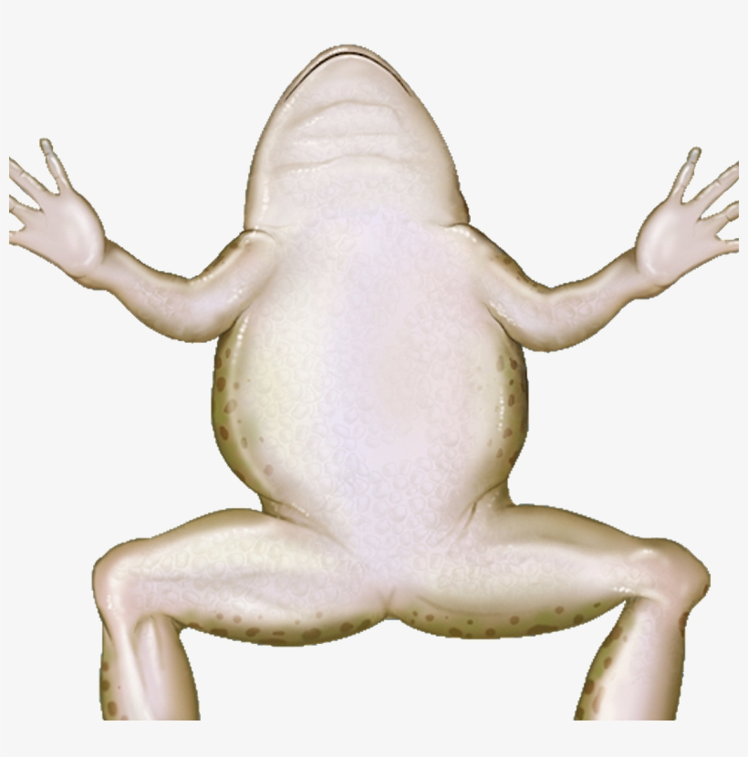 Picture - Bufo, transparent png