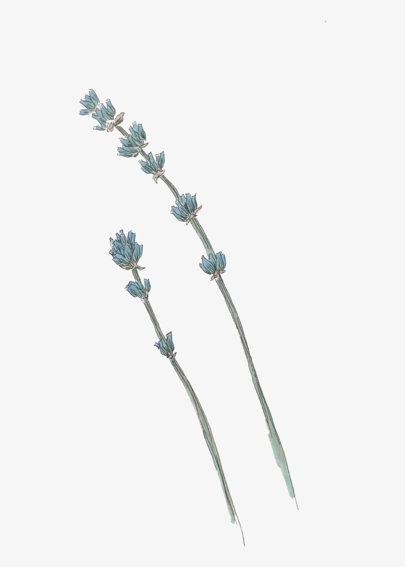 Lavender, transparent png