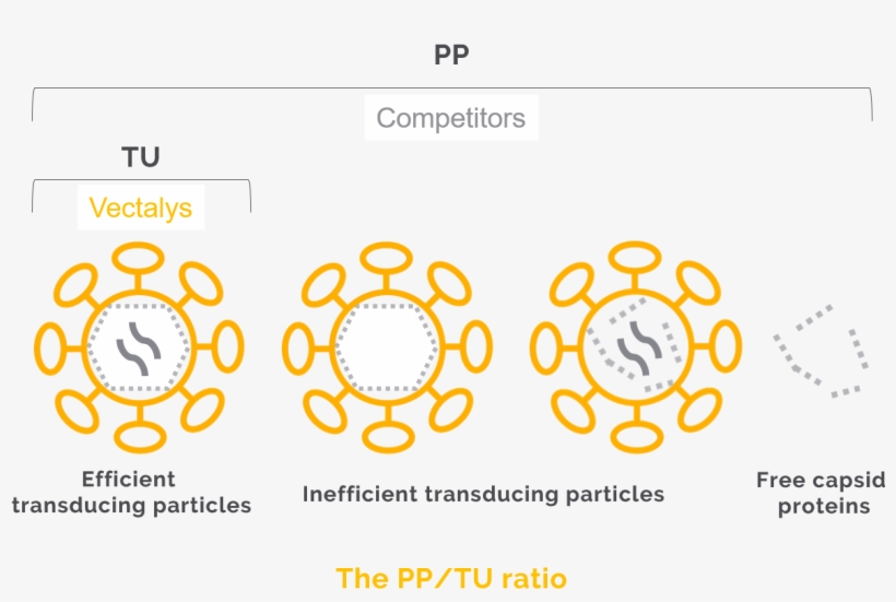 A Robust And Strong Titration Method - Lentiviral Vector In Gene Therapy, transparent png