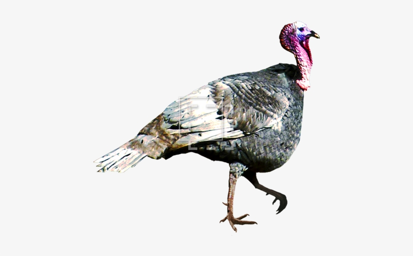 Parent Category - Turkey Bird Transparent Gif, transparent png