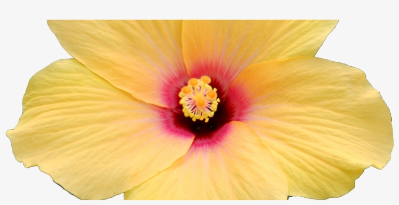 Cropped Hibiscus Yellow Trans - Hawaiian Hibiscus, transparent png