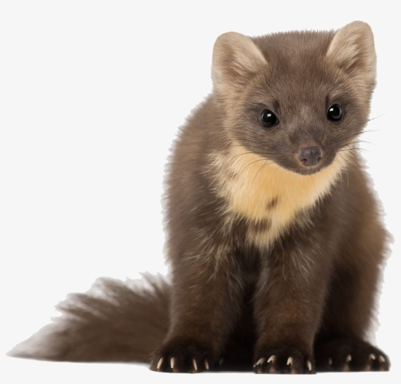Lors De La Consultation Annuelle, Un Examen De L'animal - Mustelids, transparent png