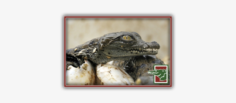 Crocodile Hatchings - American Crocodile, transparent png