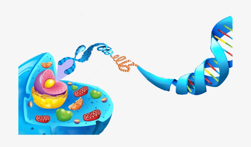 Picture - Http - //www - Aboutthemcat - - Anatomy Of Animal Cell, transparent png
