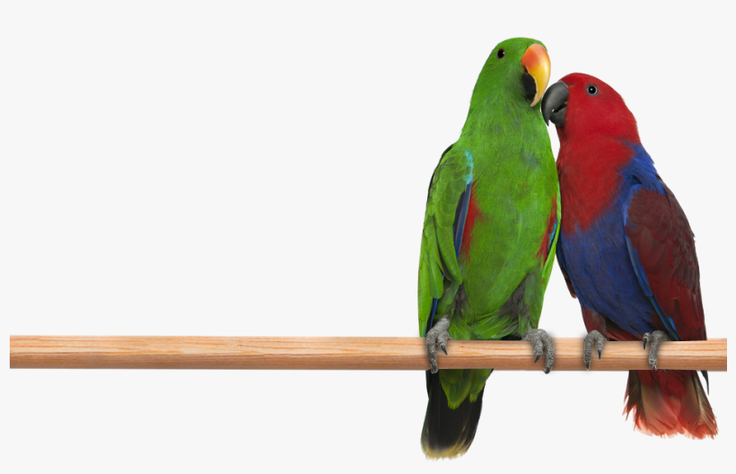 Jpg Transparent - Eclectus Png, transparent png