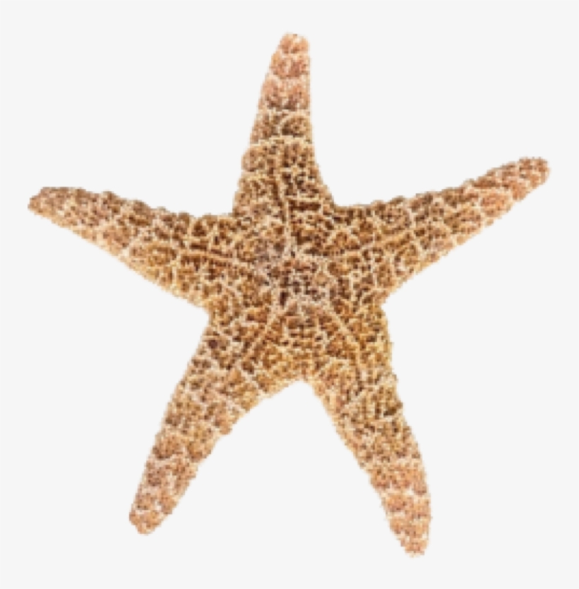 The Idrn Is A Part Of A Large Network Of Organizations - Star Fish Transparent, transparent png