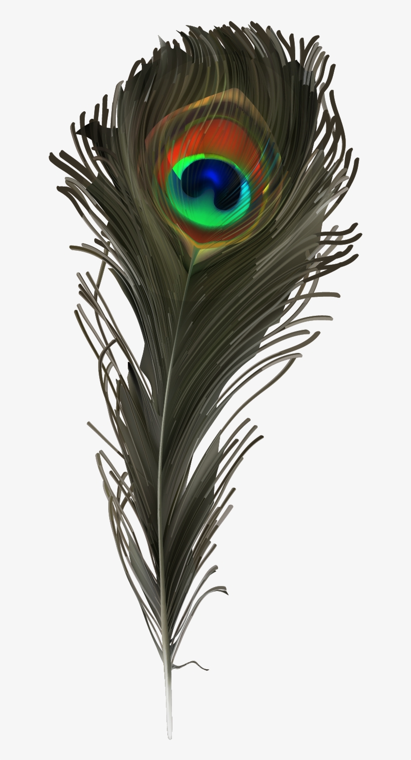 手绘孔雀羽毛 - Vector Graphics, transparent png