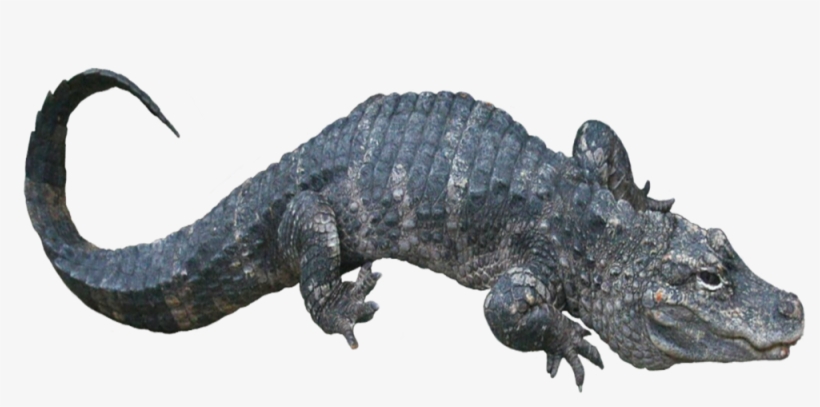 Alligator Sinensis2 - Portable Network Graphics, transparent png