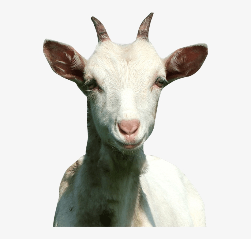 Buy A Goat For Charity For Just $75 - Voller Wunder Ist Das Leben Dvd, transparent png