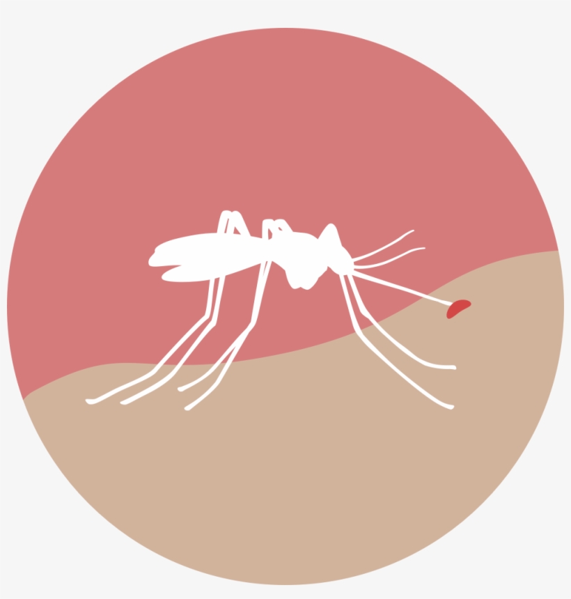 November 20, - Zika Graphic, transparent png
