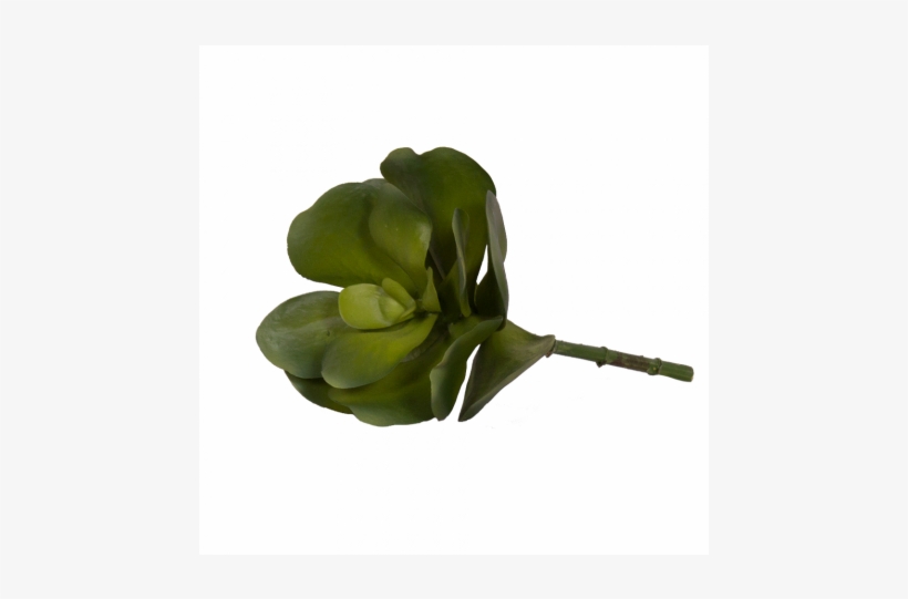 Succulent Stem Large - Garden Roses, transparent png