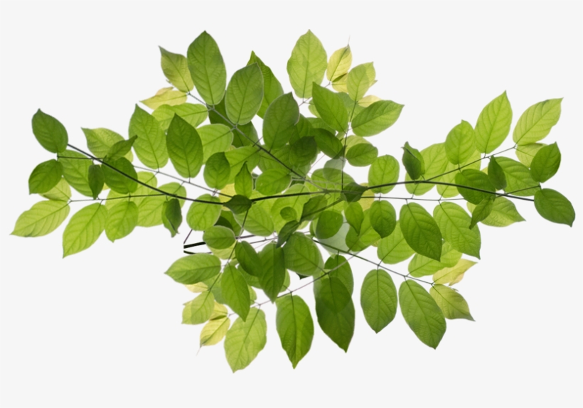 Nyc Million Tree Program - Ilex Decidua, transparent png
