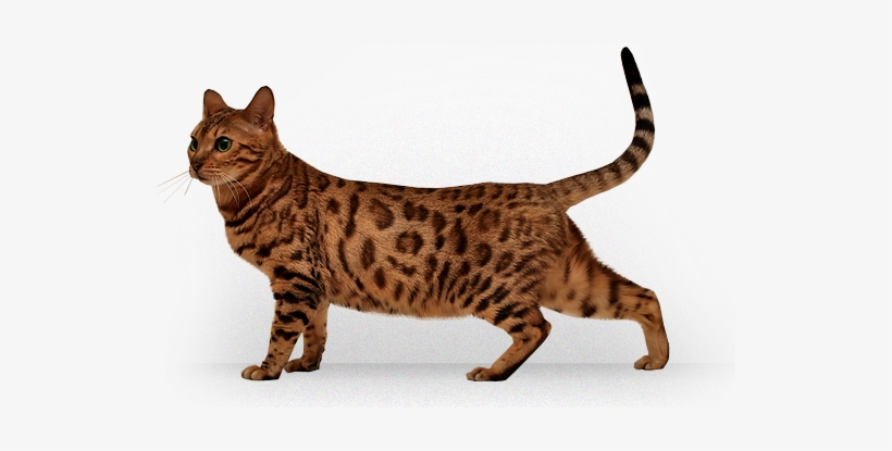 Logo Png 去 被, transparent png