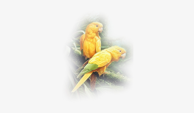 Yel-parrots Vig - Budgie, transparent png
