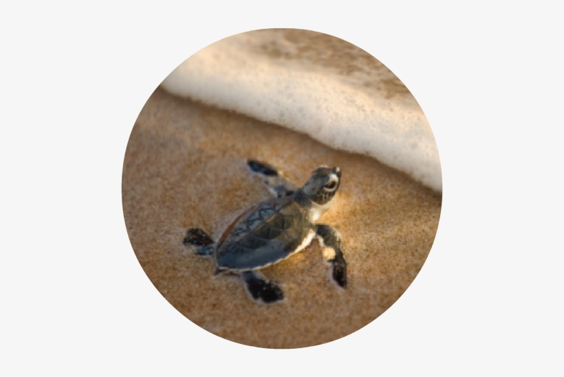 Baby Turtle - Round - Worlds Cutest Baby Animals, transparent png