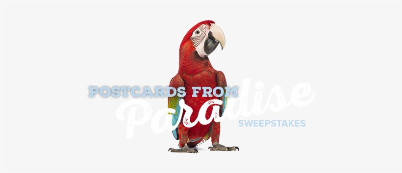 Postcards From Paradise Sweepstakes - Red-and-green Macaw, transparent png