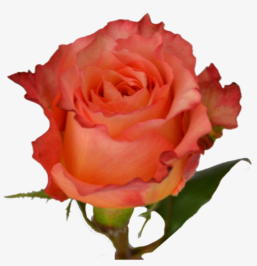 Free Spirit - Coral Reef Rose, transparent png