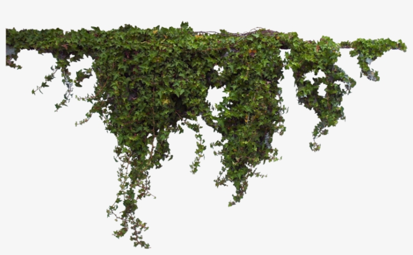 Hanging Ivy Png, transparent png