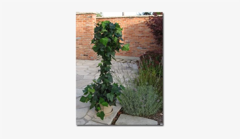 Ideal Temperature For Dodd's Ivy And Ivy Topiaries - Hedge, transparent png