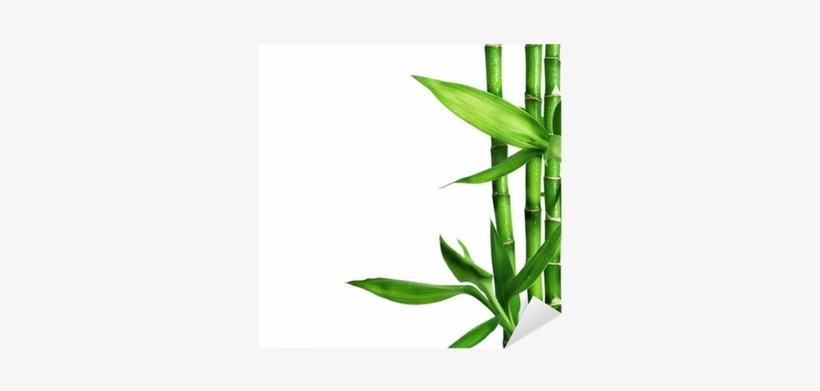 Free Bamboo Border Png - Myworkbook With Chapter Summaries For Basic College, transparent png