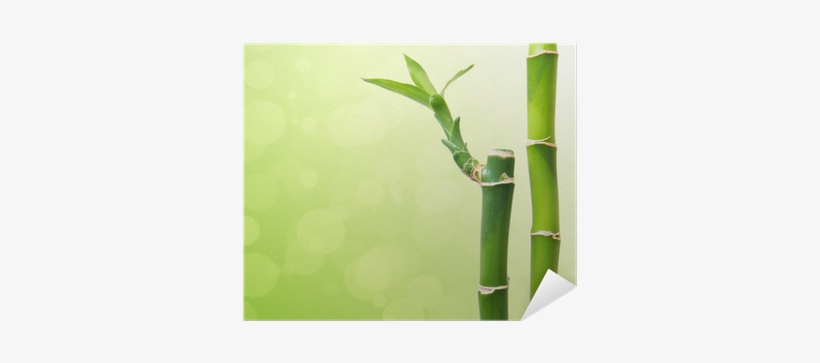 Photography, transparent png