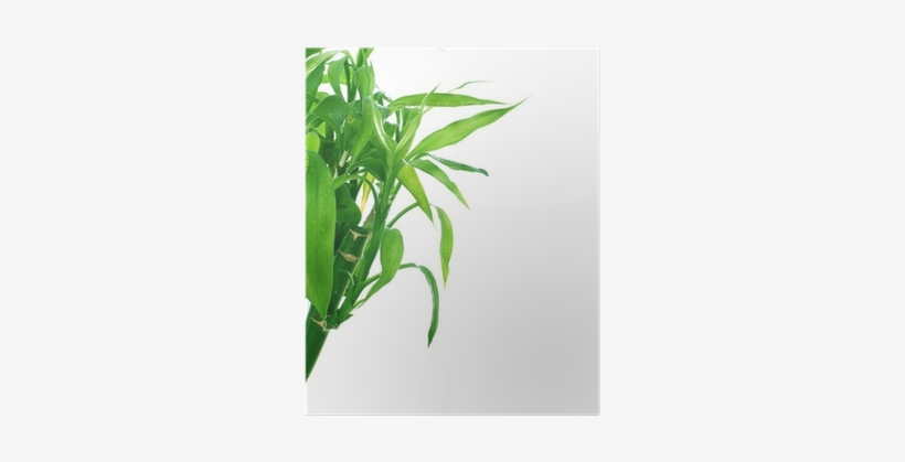 Grass, transparent png