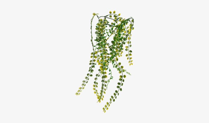Nature-inspired Fluval Chi Vine Ornament Adds An Abundance - Fluval Chi Vine Ornament, transparent png
