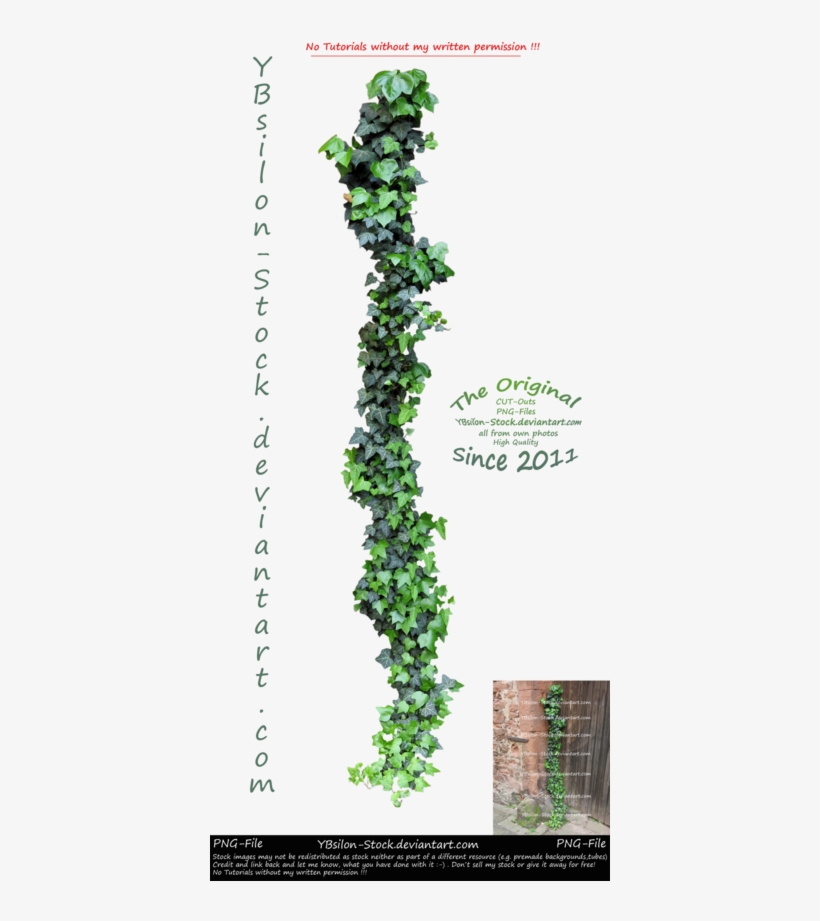 Ivy By Ybsilon Stock By Ybsilon Stock - Plants, transparent png