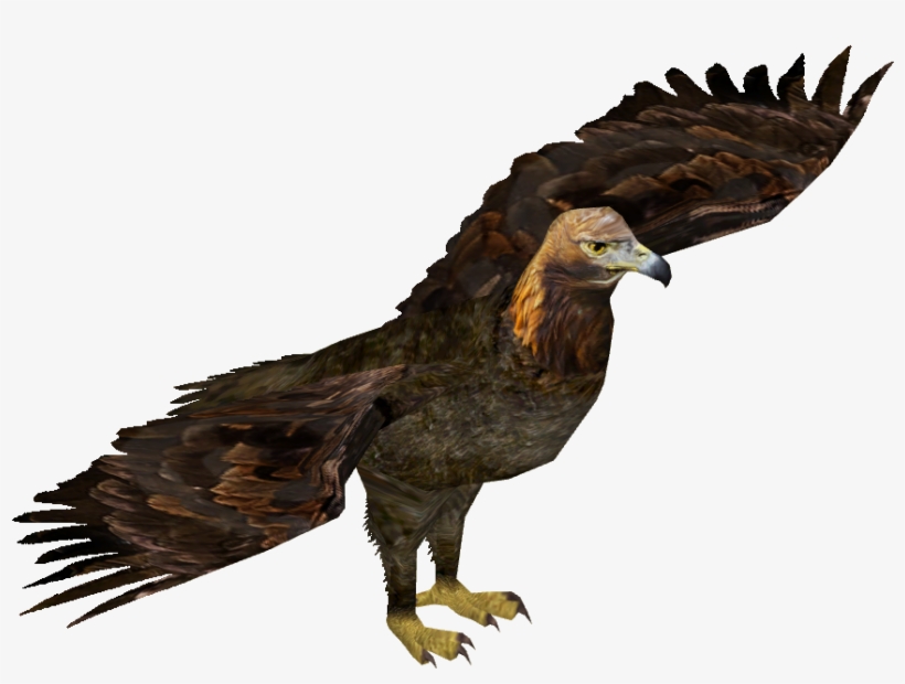 Golden Eagle - Eagle, transparent png