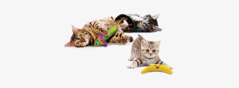 Petstages - Green Magic Boomerang Buddy Cat Toy - 1, transparent png