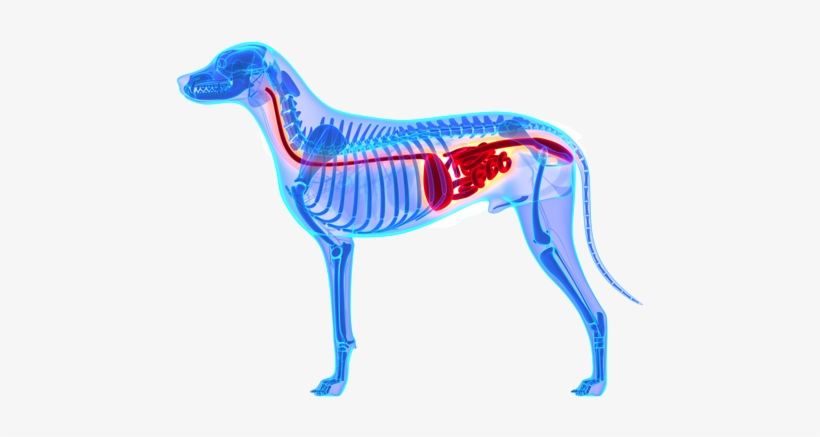Why Do Dogs Eat Poop - Dog Kidney, transparent png