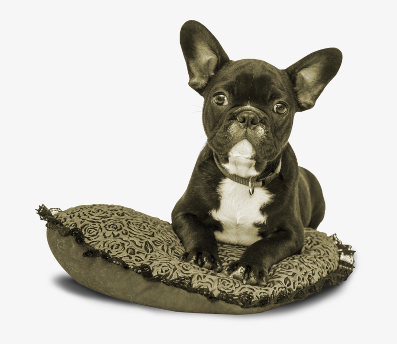 I Meant To Share This Earlier This Week But It's Been - Dog Notebook: 6x 9 Lined Notebook| Journal, transparent png