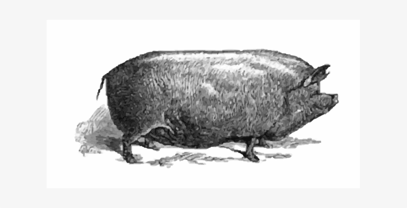 Large White Pig Snout Bison Animal - Pigs Clip Art Victorian, transparent png