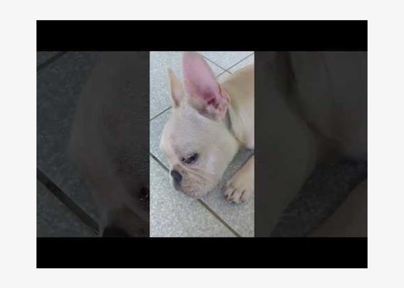 Guilty Dog Bursts Into Tears After Being Blamed For - French Bulldog, transparent png