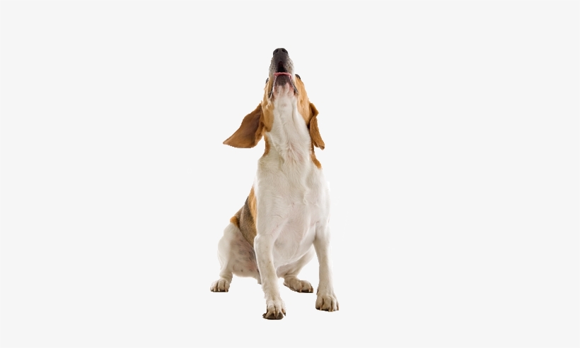 Dog Howl Png, transparent png