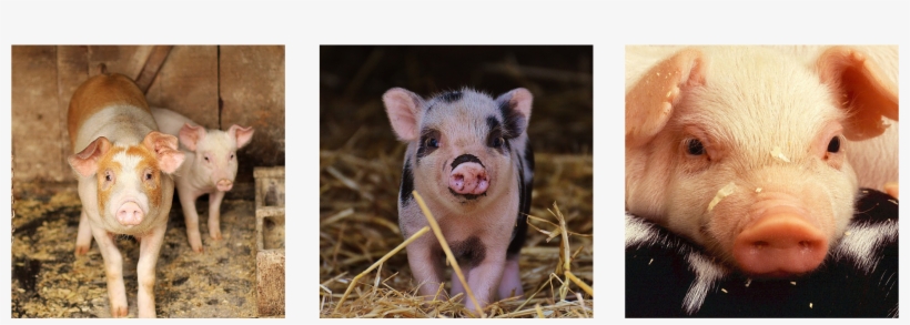 Header Pig - Cute Little Piglet In The Barn: Blank 150 Page Lined, transparent png
