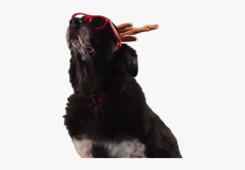 Dress Up - Dog Catches Something, transparent png