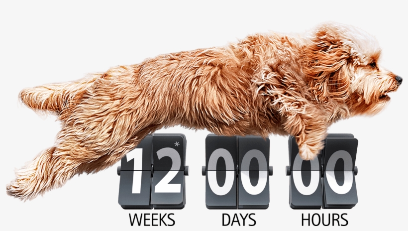 3 Month Flea & Tick Prevention Yes - Bravecto 10 A 20 Kg, transparent png