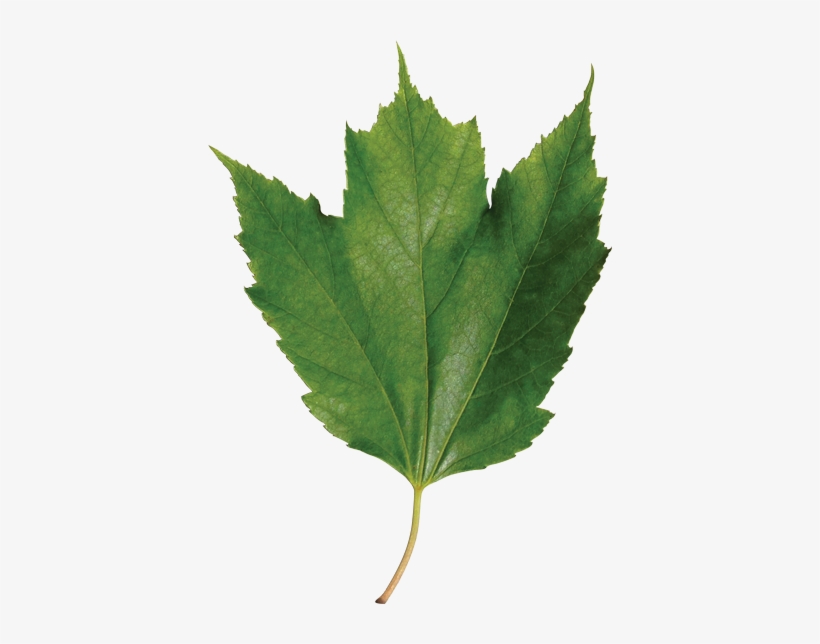 Identify A Leaf - Leaf, transparent png