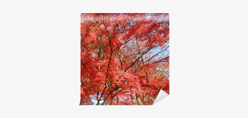 Vinyl Wall Mural, transparent png