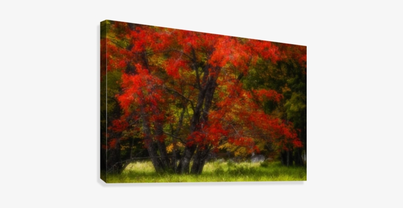 An Autumn Red Maple In A Grassy Meadow Beside The Mersey - Printscapes Wall Art: 36" X 24" Canvas Print With Black, transparent png