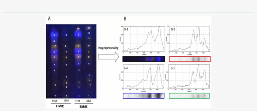 Tlc Fingerprint Of Phenolic Compounds Presents In Maples - Maple, transparent png